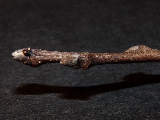 {Diospyros virginiana}